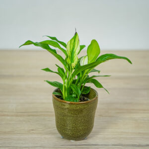skrzydlokwiat-spathiphyllum-baby