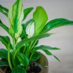 skrzydlokwiat-spathiphyllum-baby