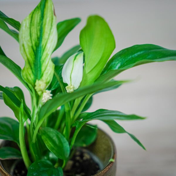 skrzydlokwiat-spathiphyllum-baby (2) skrzydlokwiat-spathiphyllum-baby
