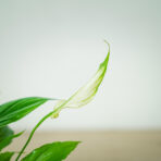 skrzydlokwiat-spathiphyllum-baby