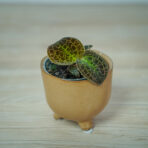 storczyk-ludisia-dream-catcher-jewel-orchid
