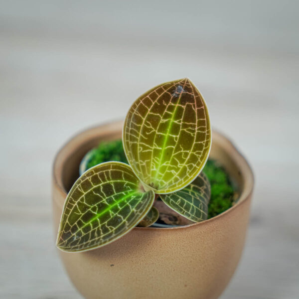 storczyk-ludisia-dream-catcher-jewel-orchid (2) storczyk-ludisia-dream-catcher-jewel-orchid