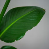 strelicja-biala-strelitzia-nicolai