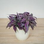 strobilanthes-dyeriana-persian-shield