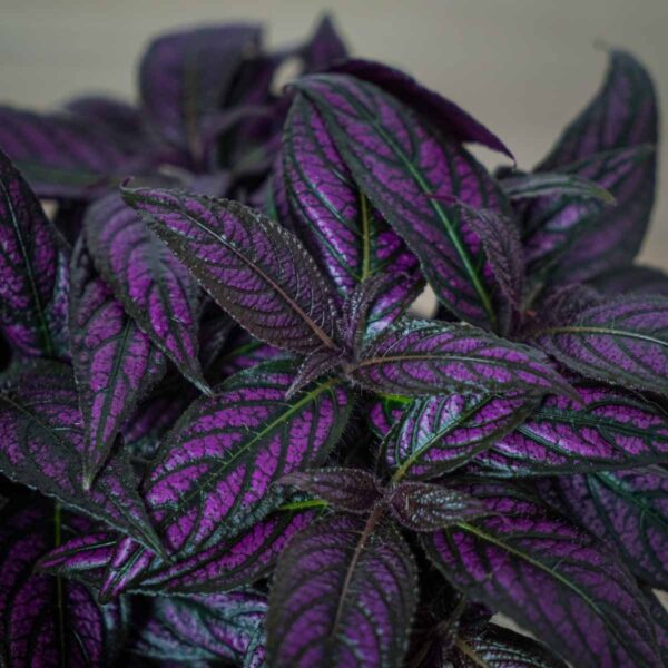 strobilanthes-dyeriana-persian-shield (2) strobilanthes-dyeriana-persian-shield