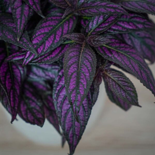strobilanthes-dyeriana-persian-shield (3) strobilanthes-dyeriana-persian-shield