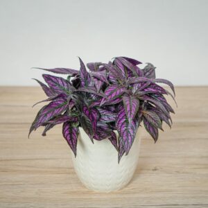 strobilanthes-dyeriana-persian-shield