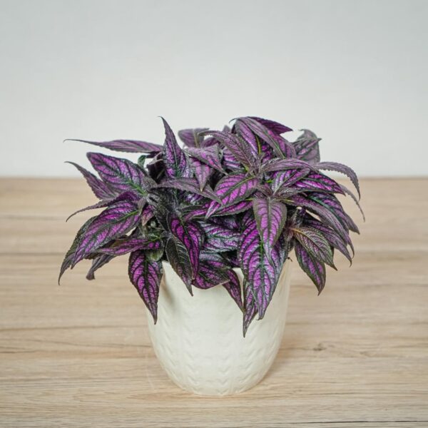 strobilanthes-dyeriana-persian-shield strobilanthes-dyeriana-persian-shield