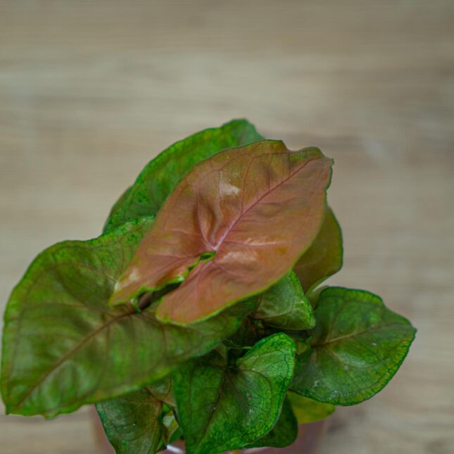 syngonium-berry-allusion-baby (2) syngonium-berry-allusion-baby