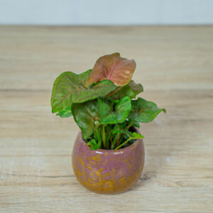 syngonium-berry-allusion-baby