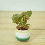 syngonium-maria-baby