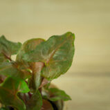 syngonium-maria-baby