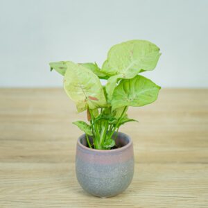 syngonium-milk-confetti-baby