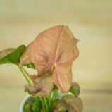 syngonium-neon-robusta-baby