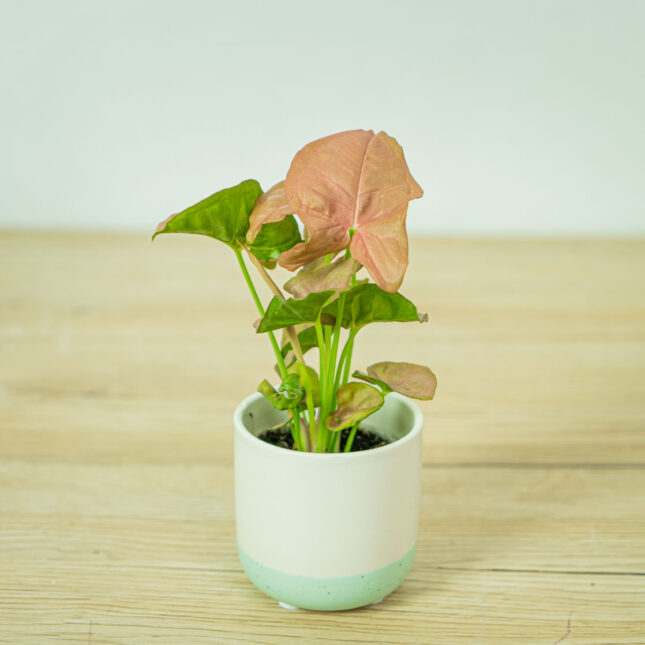 Różowe rośliny doniczkowe Syngonium neon robusta baby
