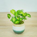 syngonium-pixie-baby