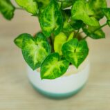 syngonium-pixie-baby