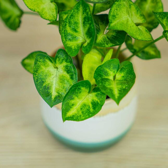 syngonium-pixie-baby (2) syngonium-pixie-baby