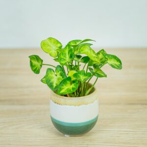 syngonium-pixie-baby