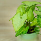 syngonium-white-butterfly-baby