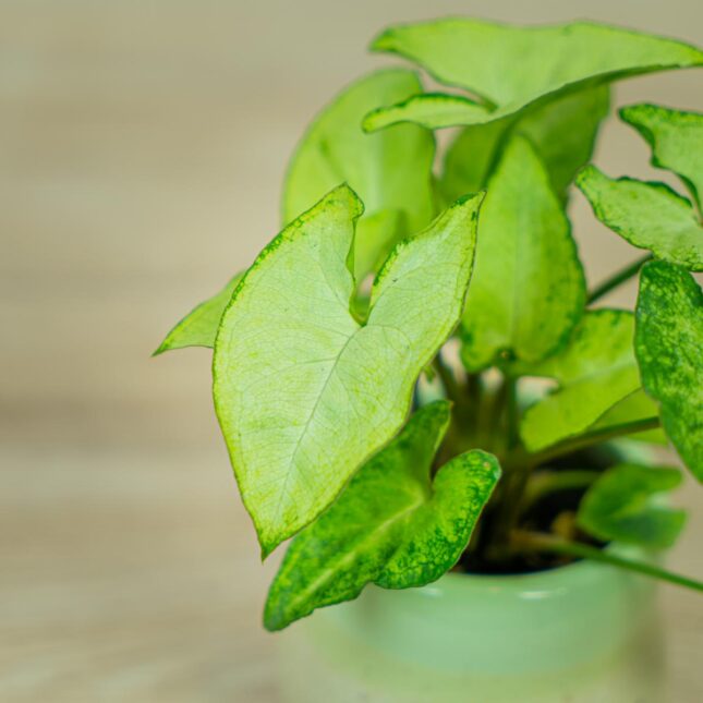 syngonium-white-butterfly-baby (2) syngonium-white-butterfly-baby
