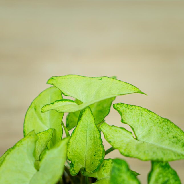 syngonium-white-butterfly-baby (3) syngonium-white-butterfly-baby