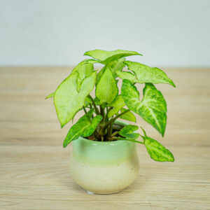 syngonium-white-butterfly-baby