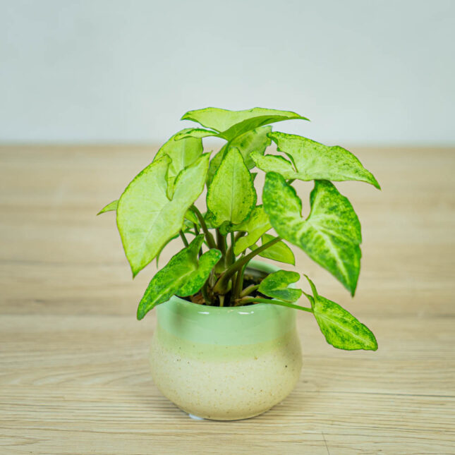 syngonium-white-butterfly-baby syngonium-white-butterfly-baby