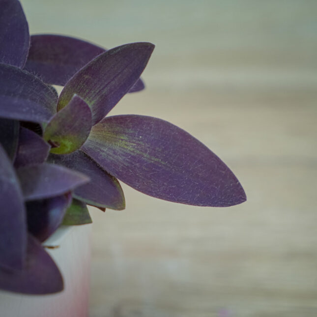 trzykrotka-fioletowe-serce-tradescantia-pallida-purpurea (2) trzykrotka-fioletowe-serce-tradescantia-pallida-purpurea