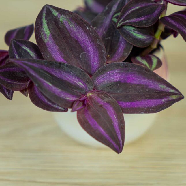 trzykrotka-zebra-purpurowa-baby-tradescantia-zebrina-purpusii (2) trzykrotka-zebra-purpurowa-baby-tradescantia-zebrina-purpusii