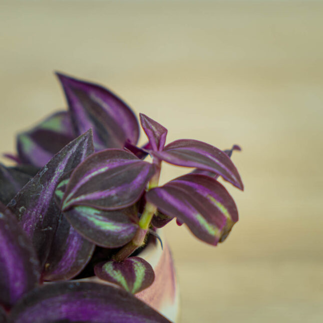 trzykrotka-zebra-purpurowa-baby-tradescantia-zebrina-purpusii (3) trzykrotka-zebra-purpurowa-baby-tradescantia-zebrina-purpusii