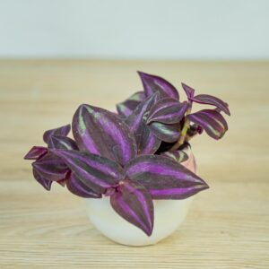 trzykrotka-zebra-purpurowa-baby-tradescantia-zebrina-purpusii