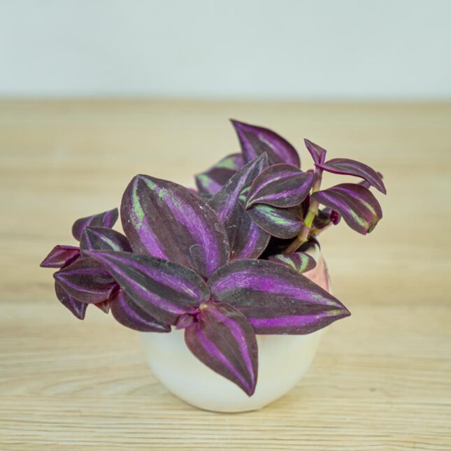 trzykrotka-zebra-purpurowa-baby-tradescantia-zebrina-purpusii trzykrotka-zebra-purpurowa-baby-tradescantia-zebrina-purpusii