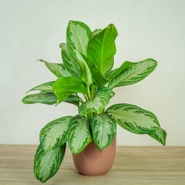 aglaonema-silver-bay