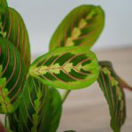 maranta-leuconeura-fascinator-tricolor
