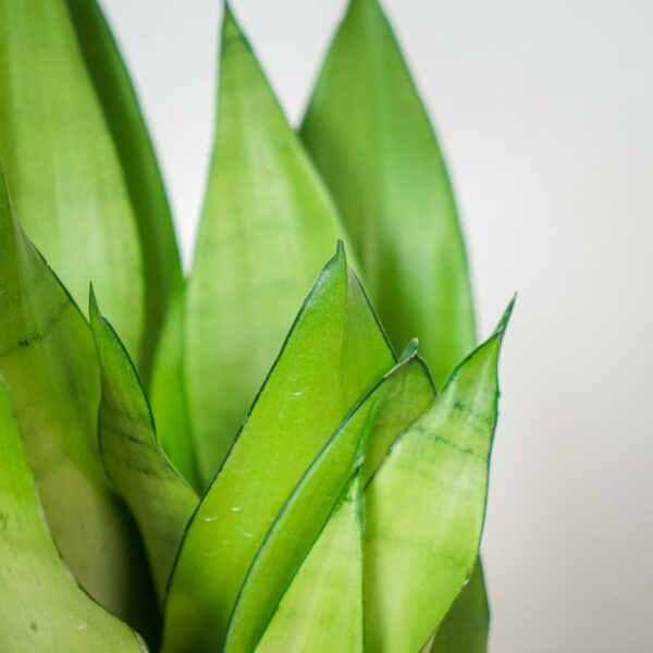sansevieria-moonshine sansevieria-moonshine