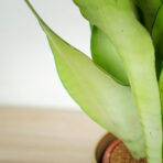 sansevieria-moonshine