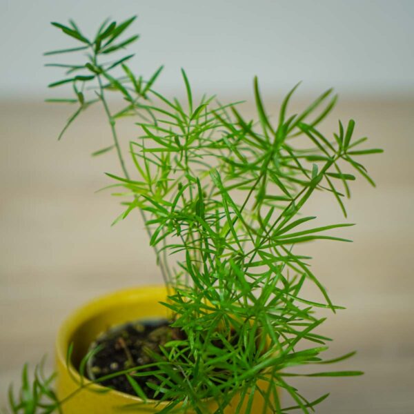 szparag-sprengera-baby-asparagus-densiflorus-sprengeri szparag-sprengera-baby-asparagus-densiflorus-sprengeri