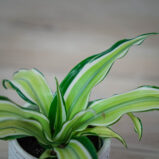 dracena-fragrans-malaika-baby-dracaena