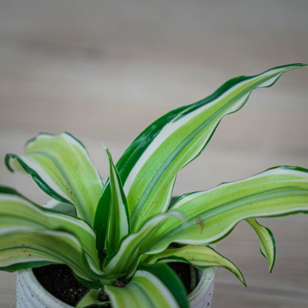 dracena-fragrans-malaika-baby-dracaena dracena-fragrans-malaika-baby-dracaena