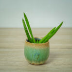 aloe-vera