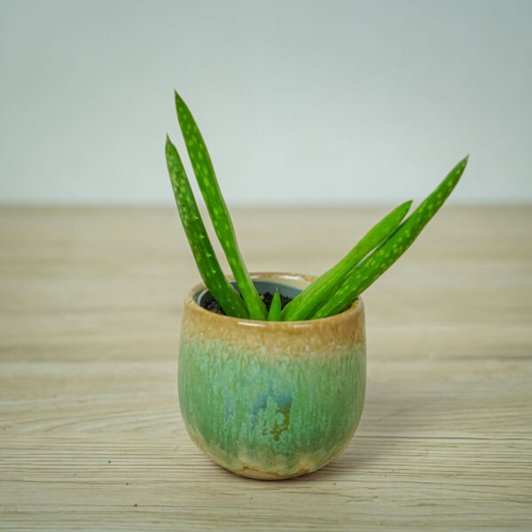 aloe-vera aloe-vera