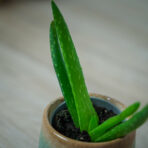 aloe-vera