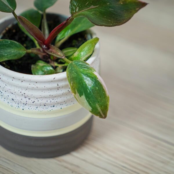 philodendron-white-knight-baby philodendron-white-knight-baby