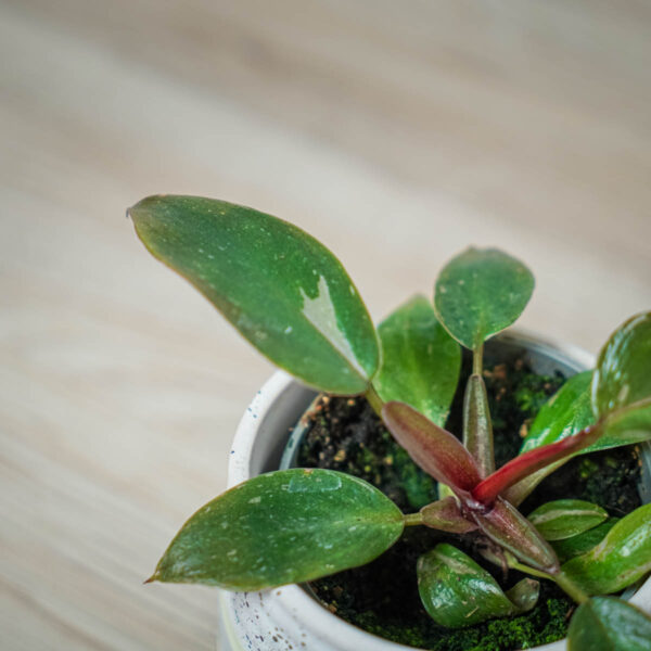 philodendron-white-knight-baby philodendron-white-knight-baby