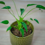 alokazja-tiny-dancer-alocasia