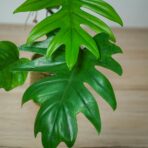 philodendron-mayoi