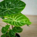 alokazja-ivory-coast-alocasia