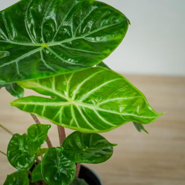 alokazja-ivory-coast-alocasia alokazja-ivory-coast-alocasia