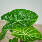 alokazja-ivory-coast-alocasia